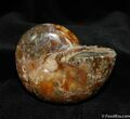 Beautiful Inch Polished Ammonite - Very Thick #631-1